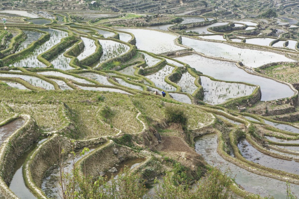 les rizières en terrasse de Yuanyang